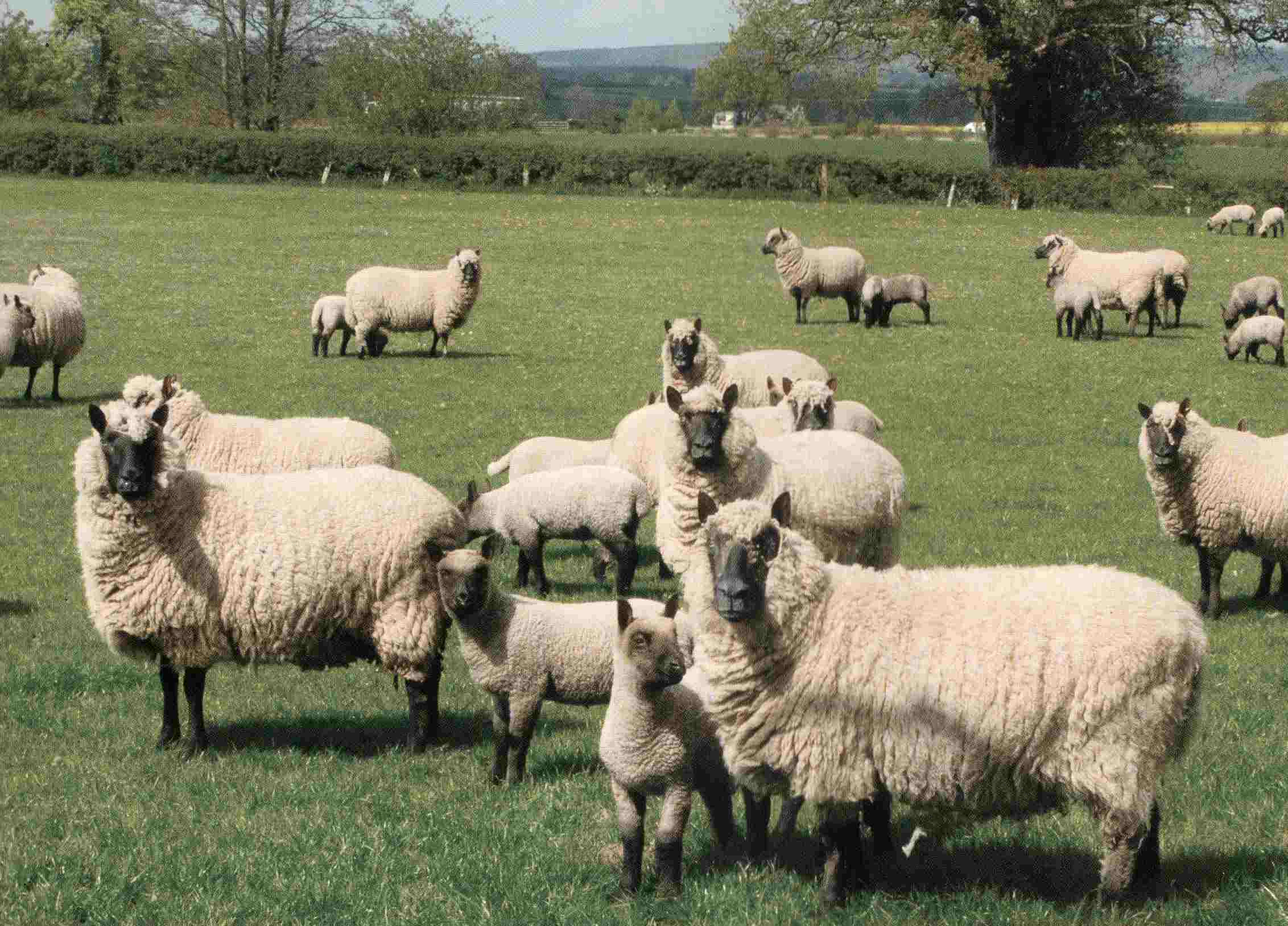 Clun Sheep