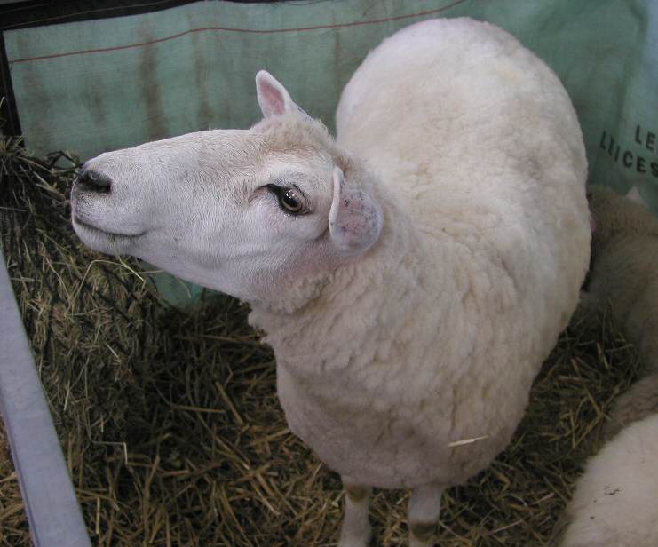 Galway Sheep