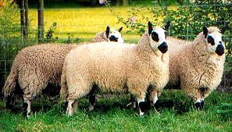 Kerry hill Sheep