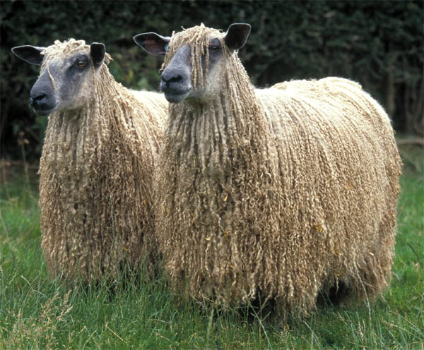 Wensleydale Sheep