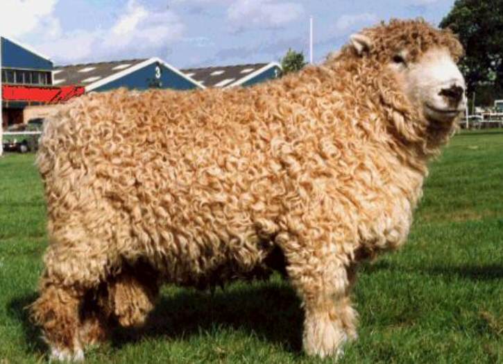 Greyfaced Dartmoor Sheep