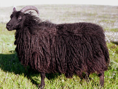Hebridean Breed, Sheep, Fleece, Wool Initiative, Yarn