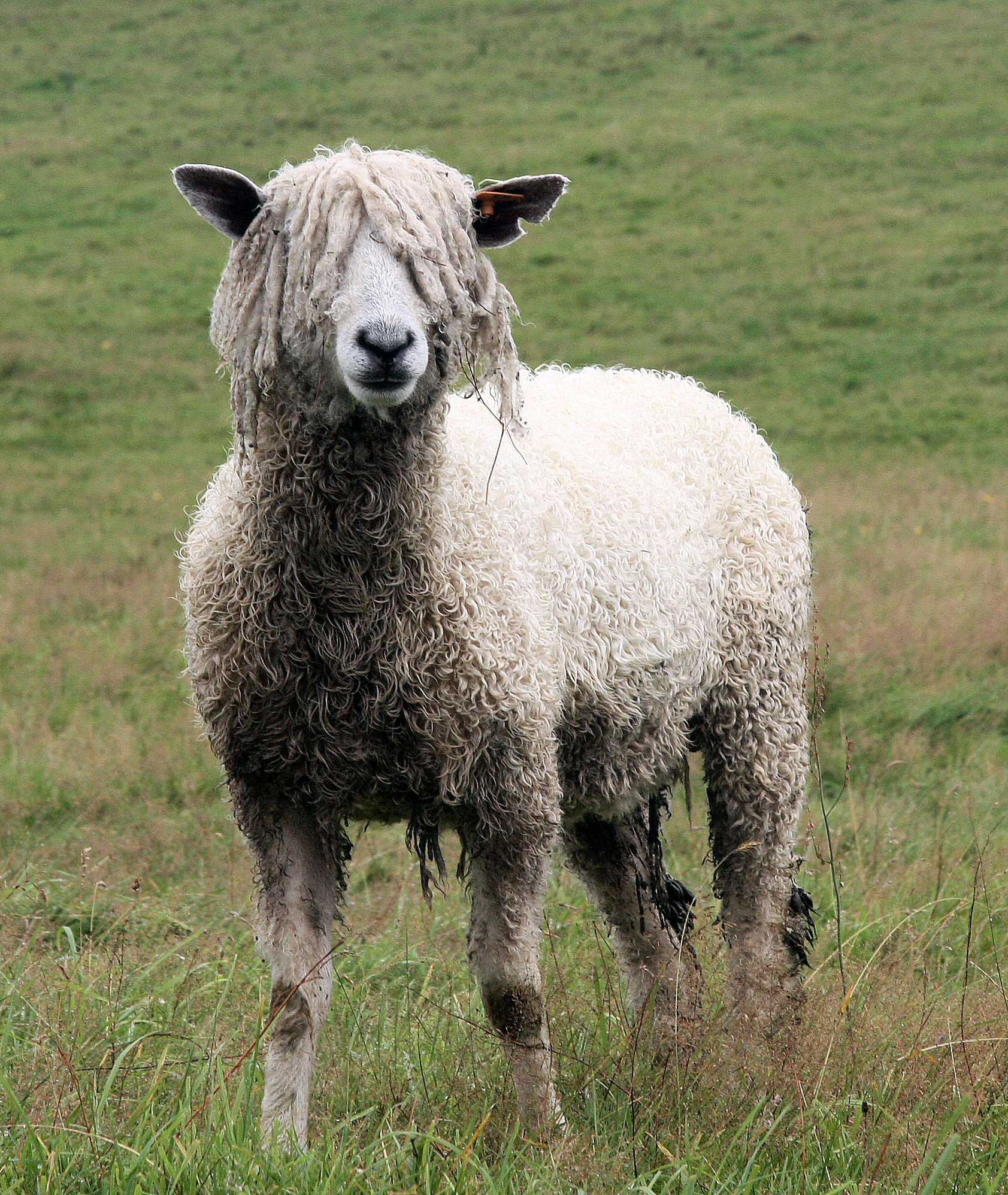 Leicester Longwool