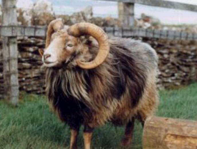 North Ronaldsay Sheep