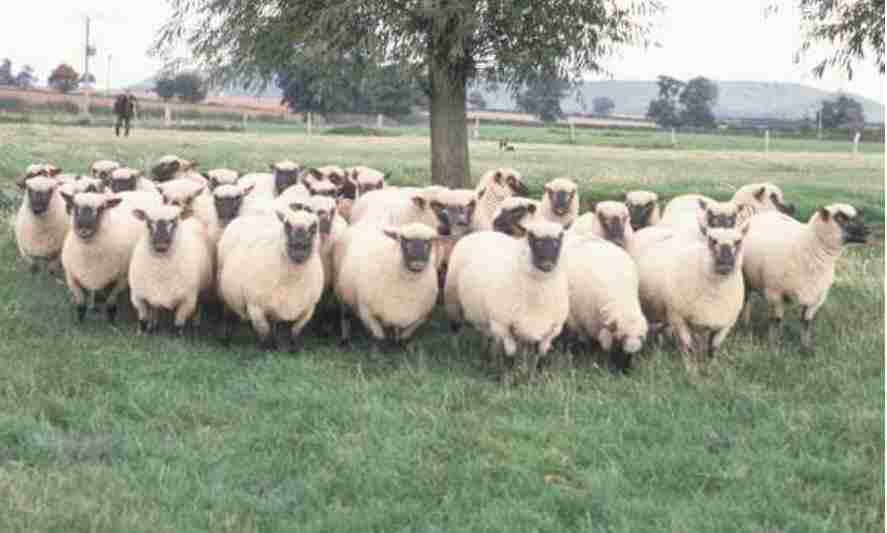 Shropshire Sheep