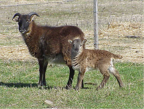 Soay