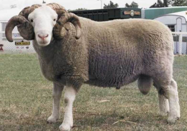 Whitefaced Woodland Sheep