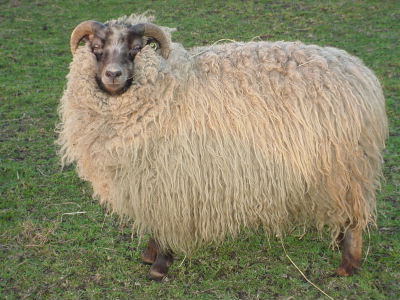 Shetland Lambs Wool Fleece Moorit Brown Scottish Island Farm Spinning Fine  Raw Fleece From a British Conservation Flock 