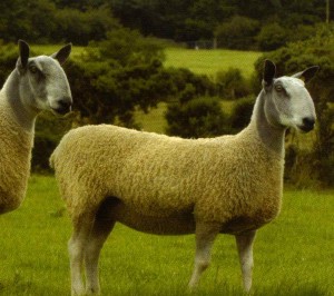 Bluefaced Leicester Sheep