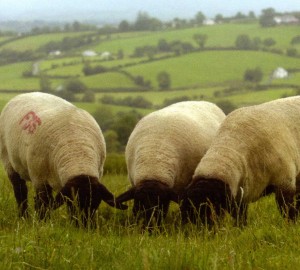 Suffolk-2597-crop-JPEG