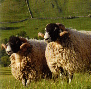 The Swaledale is a hardy sheep suited to exposed hills. Crossed with Wensleydale or Teeswater to produce the Masham or with Bluefaced Leicester to produce the Mule, it is  at home on the moorlands of Northern England. The rather coarse wool is mainly used for carpets.