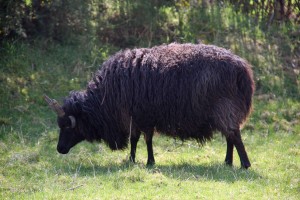 This Jean who will soon be lambing. She has 4 horns.