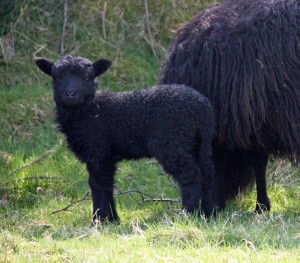 This is one of twins with hebridean dam and Wensleydale sire.