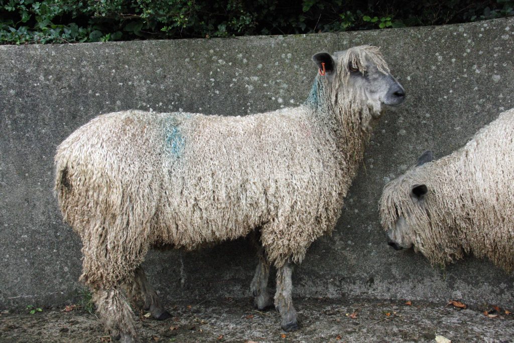 Wensleydale Ram Lambs Wool Initiative