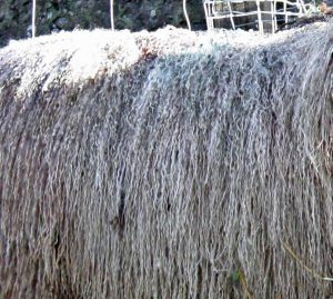 White Blossom fleece